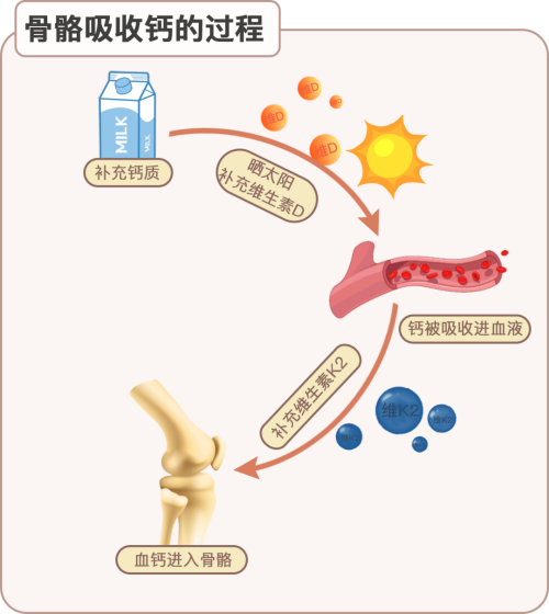 骨骼吸收鈣的過程_副本.png
