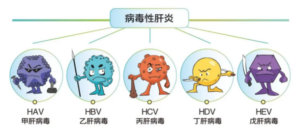 病毒性肝炎分類(lèi)_副本.png