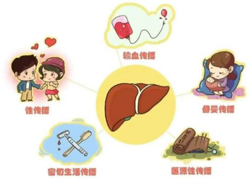 病毒性肝炎的傳播途徑_副本.png