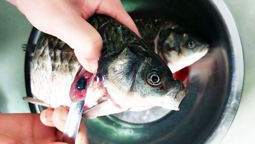 魚膽_副本.png